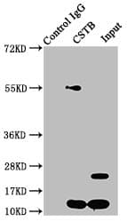 IHC-plus™ CSTB / Cystatin B / Stefin B Antibody