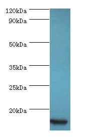 CCL11 / Eotaxin Antibody (aa1-97)