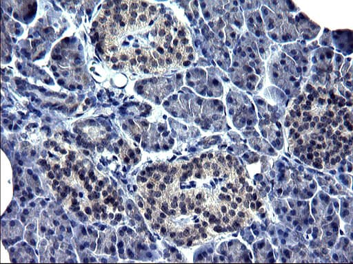 TXNDC5 / ERP46 Antibody (clone OTI1B2, Carrier-free)
