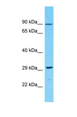 Polyclonal Rabbit anti-Human OR10G9 Antibody (C-Terminus, WB)