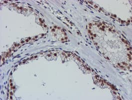 NLN / Neurolysin Antibody (clone OTI1B8)