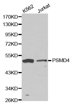 PSMD4 / RPN10 Antibody