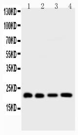 BID Antibody (aa1-195)