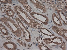 CPA1 / Carboxypeptidase A Antibody (clone OTI4F1)