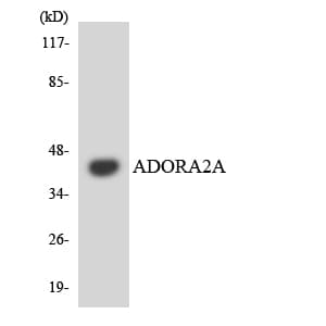 ADORA2A/Adenosine A2A Receptor Antibody (aa312-361)