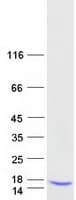 Human TIMM10 Protein (Recombinant Myc-DDK (Flag))