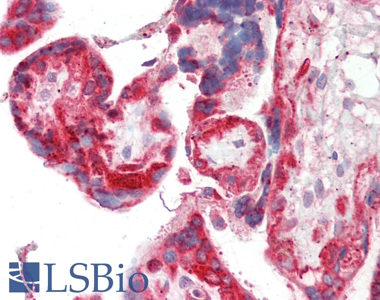 Osteonectin / SPARC Antibody (C-Terminus, HRP)