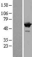 SF3A3 / SF3a60 Protein (Over-Expression Lysate Myc-DDK (Flag))
