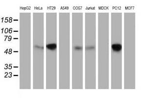 EXD1 Antibody (clone OTI2G5, Carrier-free)