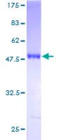 Human RAB24 Protein (Recombinant GST)