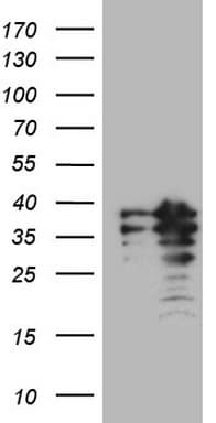POU2AF1 / BOB1 Antibody (clone OTI4G7, Carrier-free)