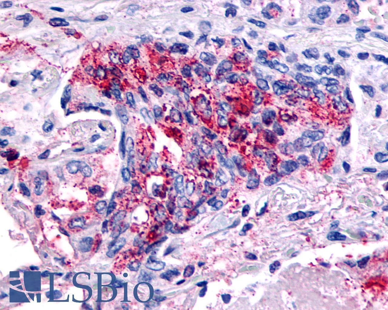 PathPlus™ GPR139 Antibody (Transmembrane Domain)