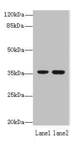 EEF2KMT / FAM86A Antibody (aa1-330)
