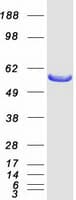 Human PSMD5 Protein (Recombinant Myc-DDK (Flag))