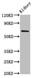 TNIP1 Antibody