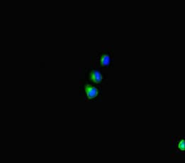 SHROOM3 Antibody