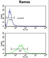 RPS9 / Ribosomal Protein S9 Antibody (aa135-164)