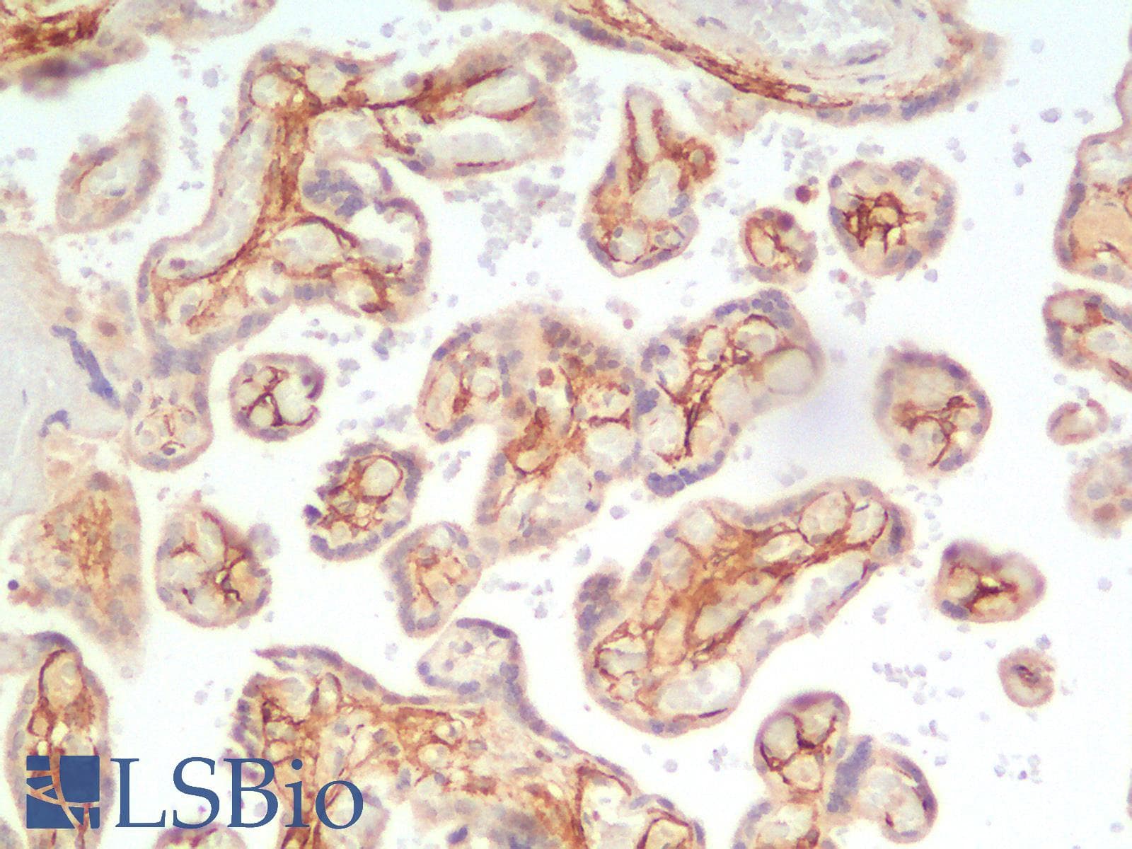 PathPlus™ Monoclonal Mouse anti-Human PDPN / Podoplanin Antibody (Concentrated, IHC)