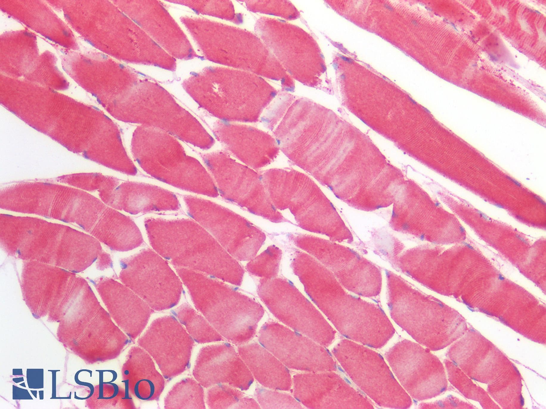 IHC-plus™ PGM1 / Phosphoglucomutase 1 Antibody (clone AT84G2)