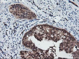 RFPL3 Antibody (clone OTI2G4)