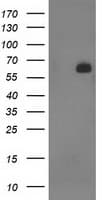 SH2B3 / LNK Antibody (clone OTI1E6)