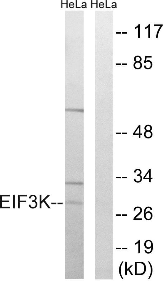 EIF3K Antibody
