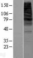 CDS2 Protein (Over-Expression Lysate Myc-DDK (Flag))