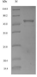 Arabidopsis thaliana CYCB1;1 Protein (Recombinant 6His, N-terminus)