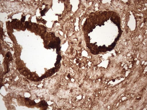 Monoclonal Mouse anti-Human KLK3 / PSA Antibody (clone OTI3A11, Carrier-free, aa25-261, IHC, WB)