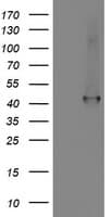 SMS / Spermine Synthase Antibody (clone OTI1G7)