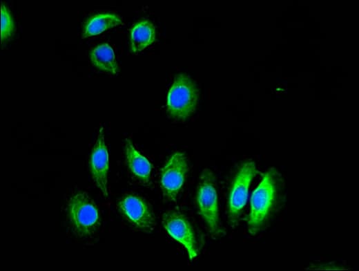 OASIS / CREB3L1 Antibody