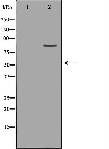 ClC-5 / CLCN5 Antibody
