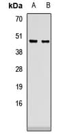 CD24 Antibody