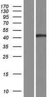 PGLYRP4 Protein (Over-Expression Lysate Myc-DDK (Flag))