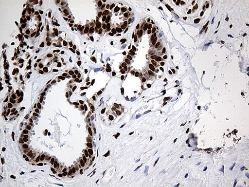 Monoclonal Mouse anti-Human PTBP3 / ROD1 Antibody (clone OTI5G7, aa300-552, IHC, WB)