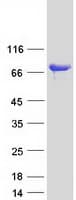 Human PDZK1 Protein (Recombinant Myc-DDK (Flag))