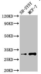 ISOC1 Antibody
