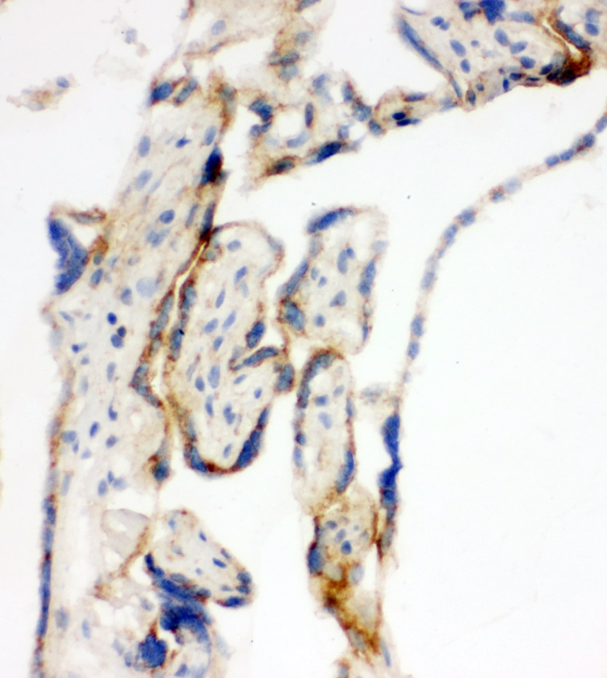 MtTFA / TFAM Antibody (aa227-246)