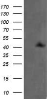 MAP2K1 / MKK1 / MEK1 Antibody (clone OTI2D4, Carrier-free)