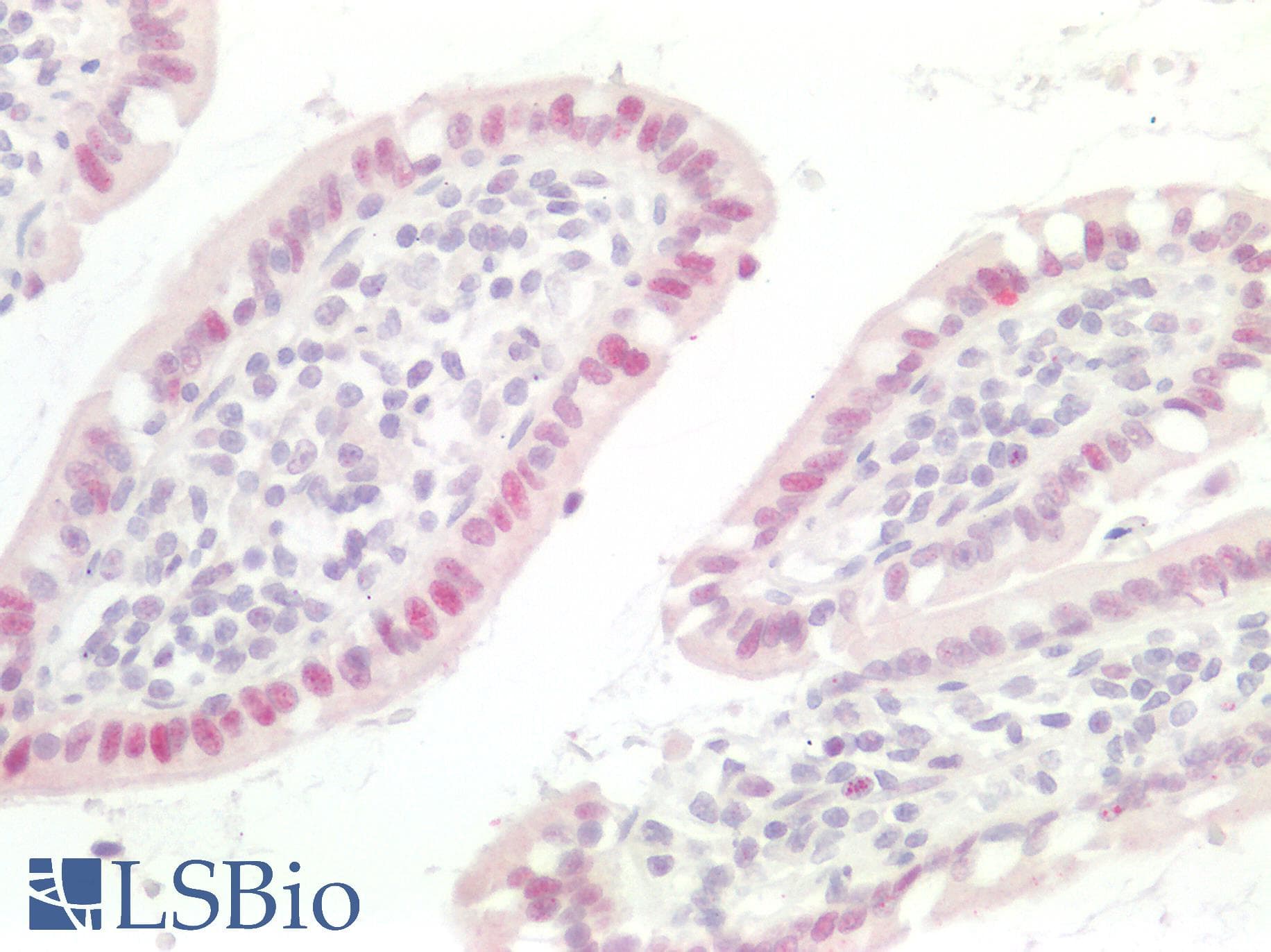 PathPlus™ CDKN1A / WAF1 / p21 Antibody