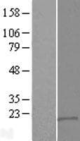 DSCR9 Protein (Over-Expression Lysate Myc-DDK (Flag))