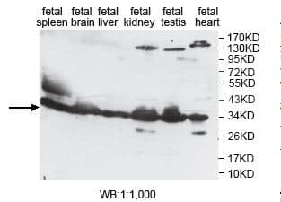 Polyclonal Rabbit anti-Human EAPP Antibody (aa7-192, IHC, WB)