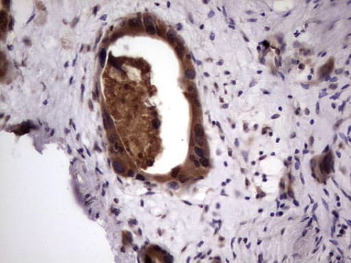 UFD1L Antibody (clone OTI7C9)