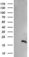 PPIL3 Antibody (clone OTI2E7, Carrier-free)
