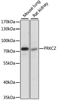 PRKCZ / PKC-Zeta Antibody