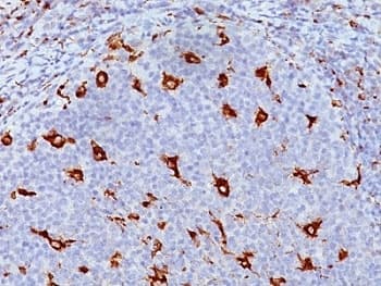 CD68 Antibody (clone KP1)