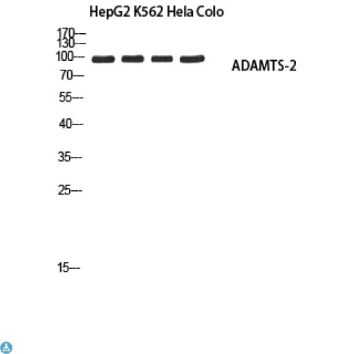 ADAMTS2 Antibody