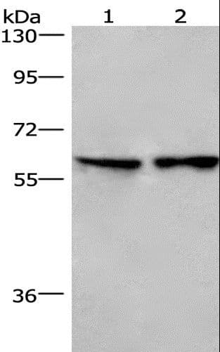 CD244 Antibody