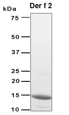 Dermatophagoides farinae DERF1 Protein (Recombinant 6His, N-terminus)