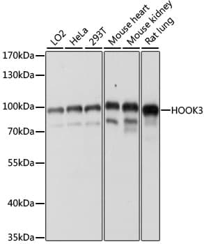 HOOK3 Antibody